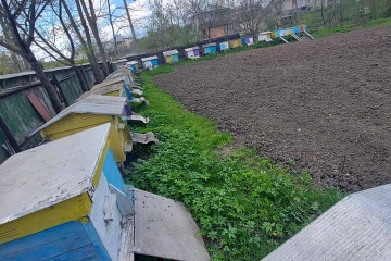 На Прикарпатті зафіксували масове отруєння бджіл