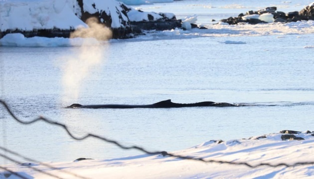 Humpback whales swim up to Ukrainian Antarctic station 
