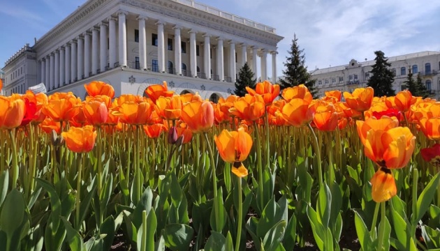 На Майдані та Михайлівській площі розквітли 100 тисяч тюльпанів