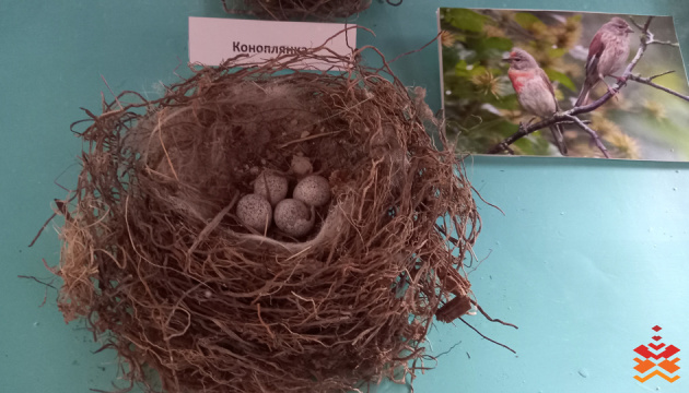 У Франківську презентували колекцію пташиних гнізд
