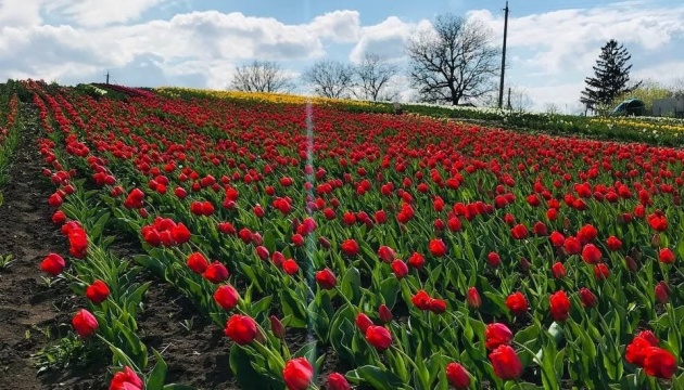На Хмельниччині розквітло тюльпаново-нарцисове поле
