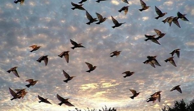 На Землі живе 50 мільярдів птахів – вчені