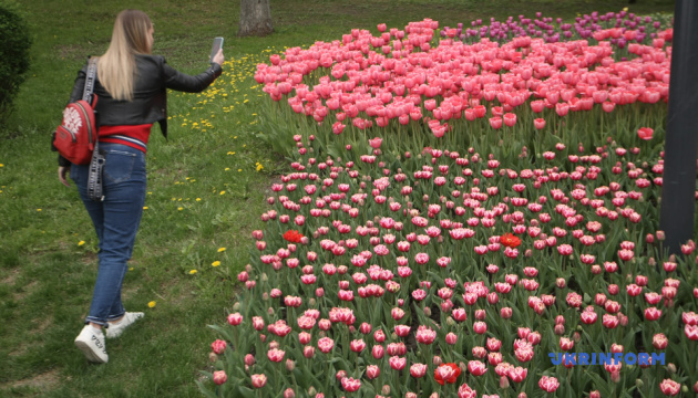 700.000 Tulpen auf Sängerfeld in Kyjiw erblüht
