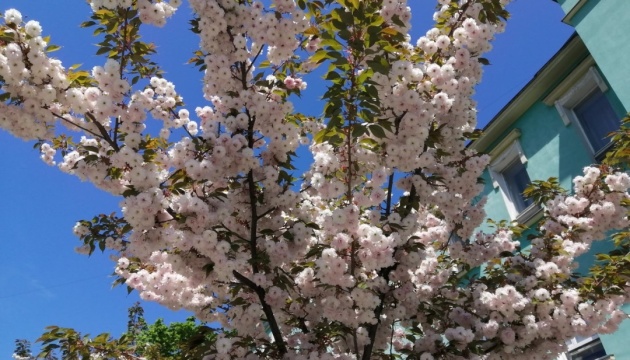 У Херсоні розцвіли сакури, подаровані японцями