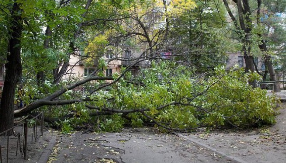 Сильний вітер повалив дерева у Харкові