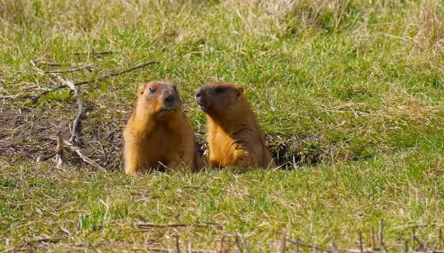 La réserve de la région de Poltava a publié une vidéo sur la vie des marmottes