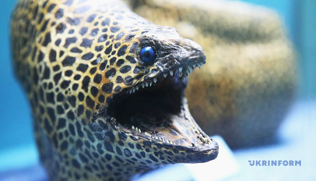 Мурени з пінополіуретану й очі ляльки