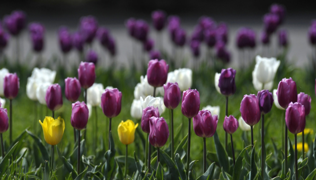 В індійському Кашмірі відкрився найбільший сад тюльпанів у Азії