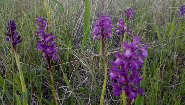 На Кінбурнській косі розквітло найбільше в Європі поле диких орхідей