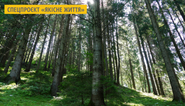 У лісгоспах Житомирщини посіяли 65 тонн насіння дерев