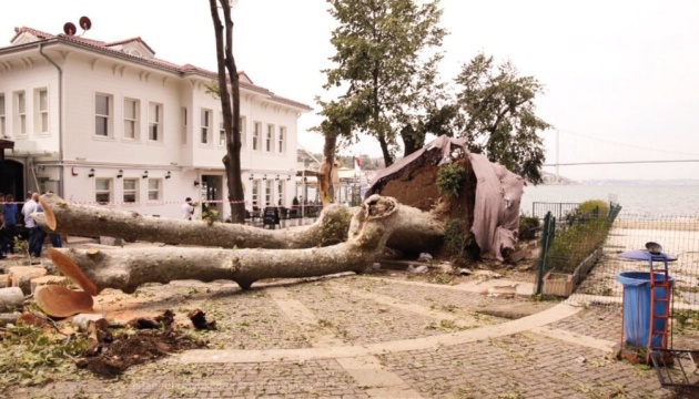 У Туреччині повернули до життя велетенський платан, звалений штормом