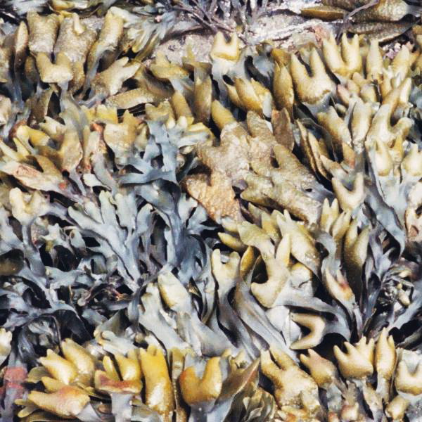 рід бурих водоростей Fucus vesiculosus L. рід бурих водоростей Fucus vesiculosus L.