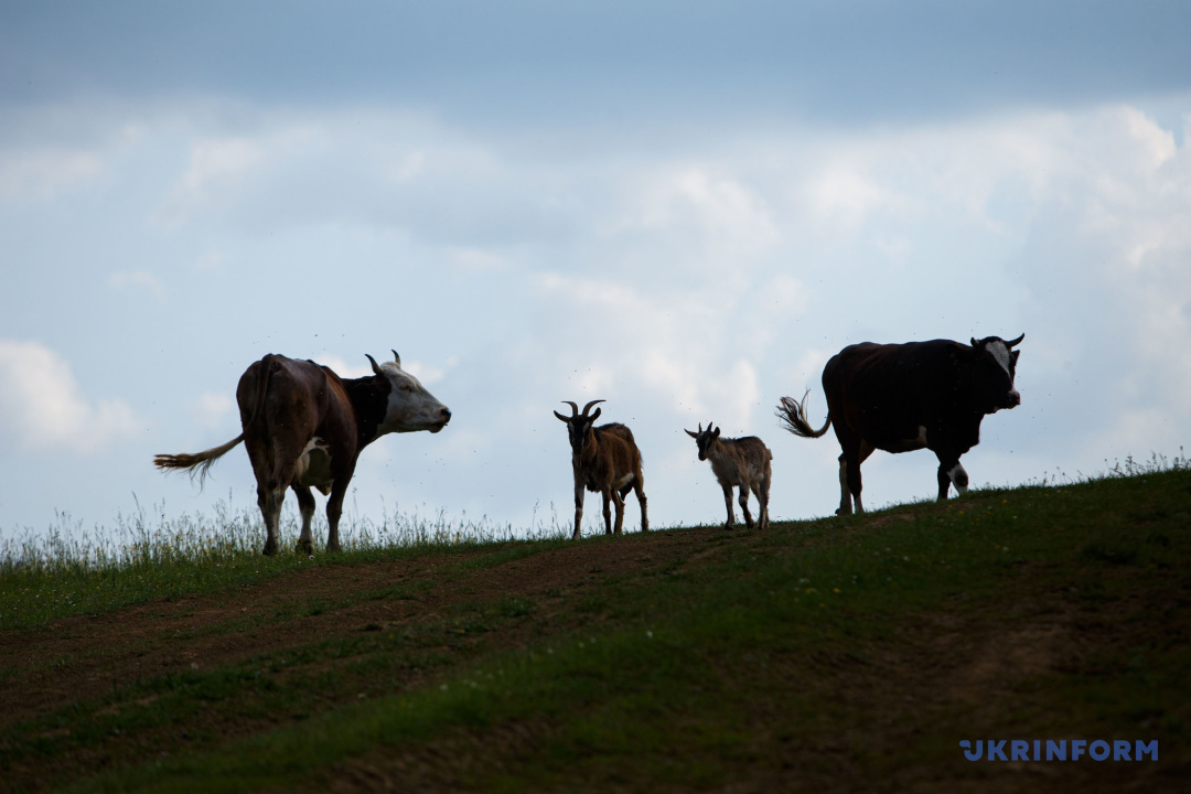 Фото: Сергій Гудак Фото: Сергій Гудак