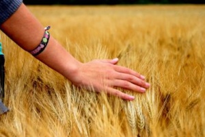 Ernteprognose 2022: Ukraine erwartet etwa 50 Mio. Tonnen Getreide