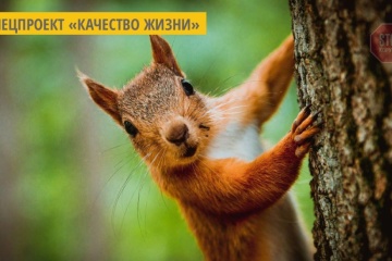 В Украине к 2100 году может исчезнуть 97% природного ареала белки