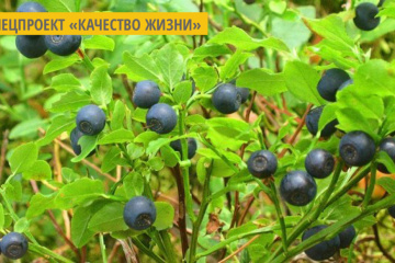 На Житомирщине начался сезон черники