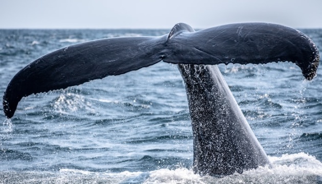 У Новій Зеландії човен зіткнувся з китом - п'ятеро загиблих