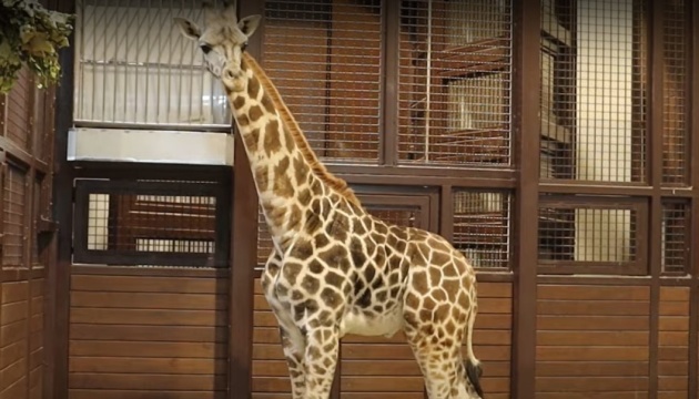 До Харківського зоопарку з Одеси привезли 10-місячного жирафа-меломана