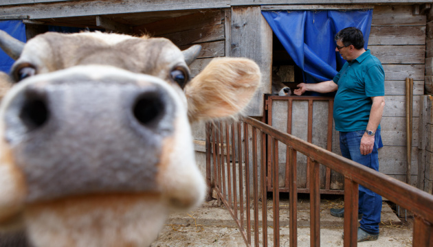 In der Ukraine geht Bestand aller Arten von Nutztieren zurück