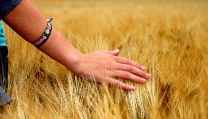 Ukraine will im Herbst ein zweites Treffen Grain from Ukraine durchführen 