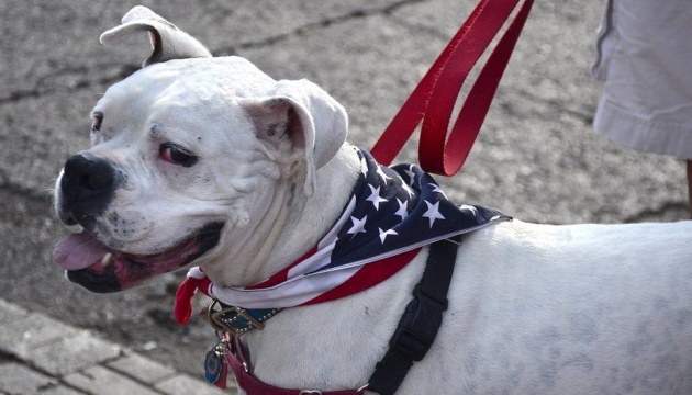 США забороняють ввезення собак з України та ще сотні країн