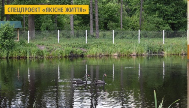 У Городницькому лісгоспі на Житомирщині з’явилася пара чорних лебедів