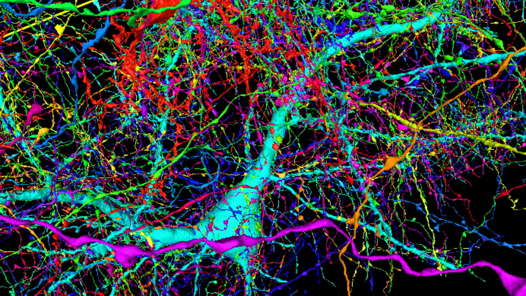 Карта з кольоровим позначенням 4000 вхідних аксонів, з'єднаних лише з одним нейроном
