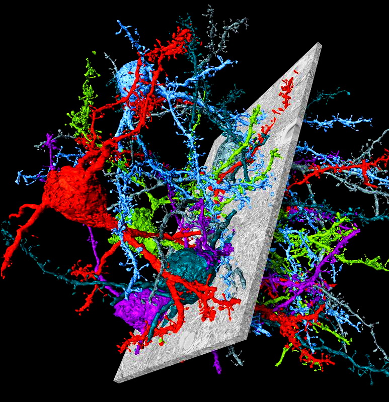 Нервові клітини кори головного мозку миші реконструйовані за допомогою нового програмного забезпечення для аналізу коннектома SegEM