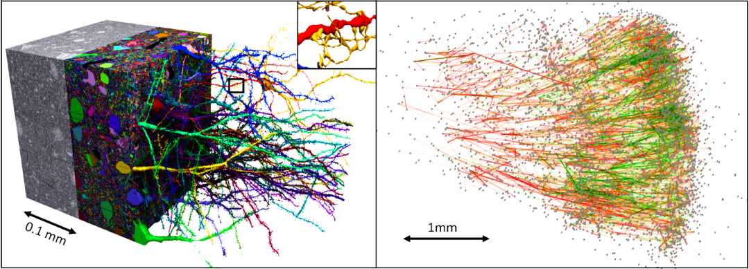 ліворуч - невеликий фрагмент досліджуваного об'єкту, праворуч - підграф нейронів, що виділяє збудливі нейрони зеленим та гальмівні нейрони - червоним