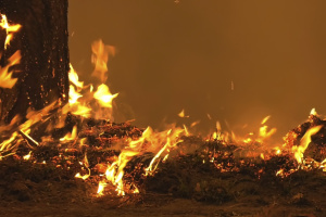 На Київщині - лісова пожежа, вогнеборці врятували жінку 