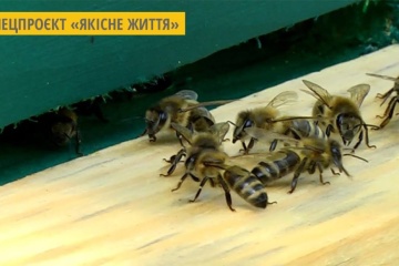 Мешканець села на Житомирщині розводить бджіл, які не жалять людей