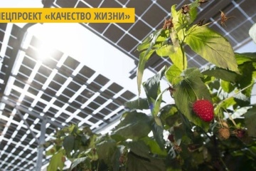В Японии осуществляют экопроект по выращиванию фруктов под солнечными панелями