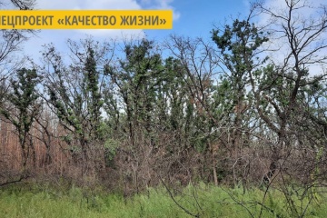 Сгорел в прошлом году: на Луганщине самовосстанавливается лиственный лес