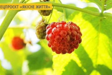 Вінничанка виготовляє авторські солодощі з того, що росте на городі