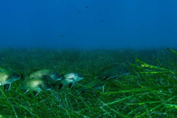 Морские водоросли страдают от шума, вызванного людьми - ученые