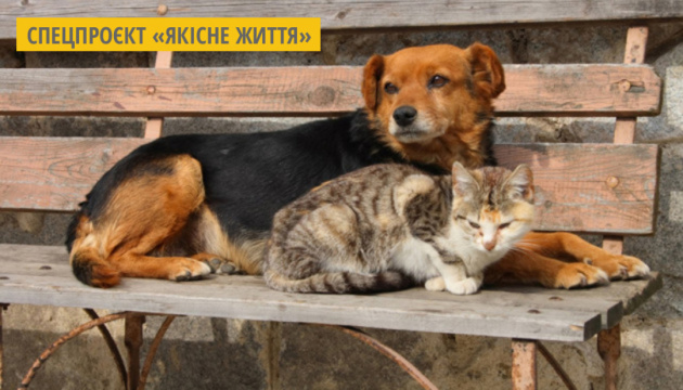 У Харкові стартував проєкт «Кураторство тваринки», який дозволяє опікуватись тваринами