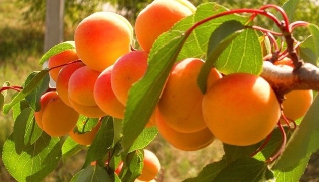 У чому користь абрикосів та як з них роблять джеми і наливки