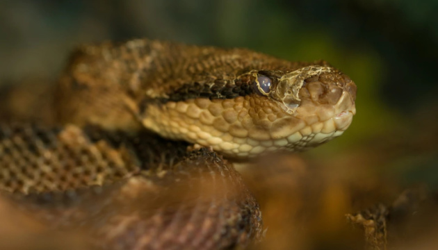 Клей із отрути змії може зупиняти кровотечу за секунди