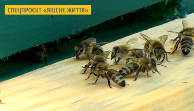 Мешканець села на Житомирщині розводить бджіл, які не жалять людей