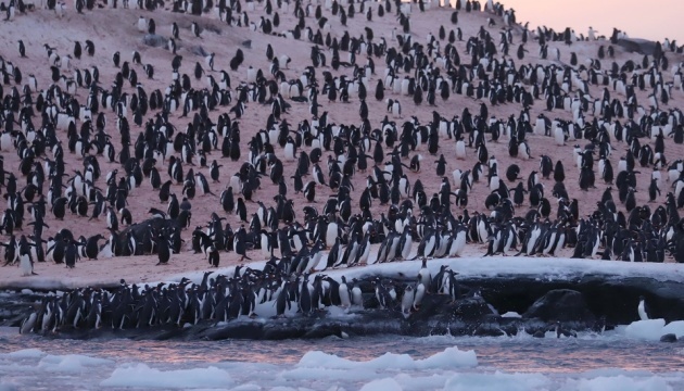 Thousands of penguins crowding near Ukrainian polar station
