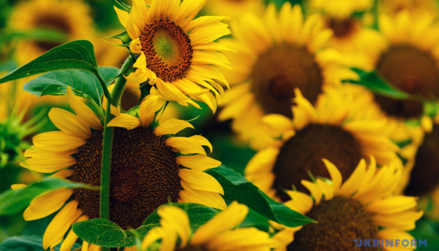 UCAB predicts 30% drop in gross sunflower harvest in Ukraine