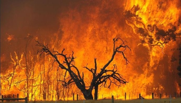 Лісові пожежі тепер палають і в Алжирі: четверо загиблих