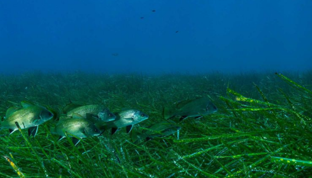 Морські водорості страждають від шуму, спричиненого людьми - учені