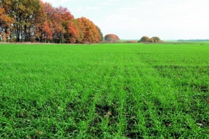 Agrarian policy ministry: 26% of projected area sown with winter grain crops