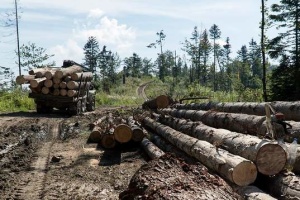 В Україні посилюють відповідальність за незаконні рубки та пошкодження дерев