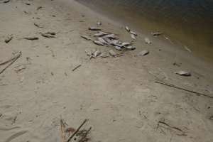 У Дніпрі поблизу Черкас виявили вражену паразитами рибу