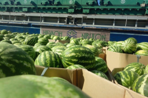 Баржа з херсонськими кавунами пішла на Київ