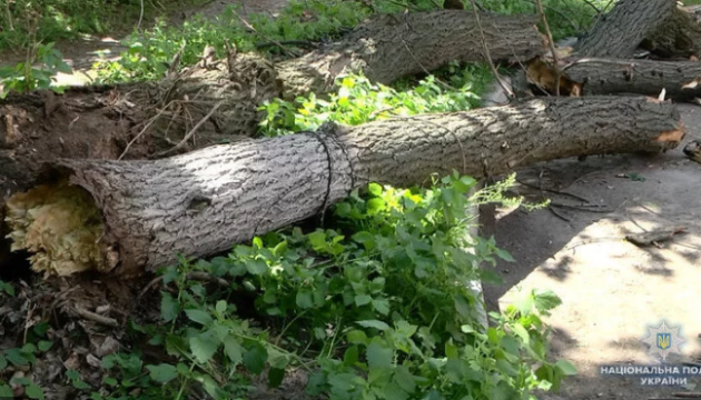 У львівському парку через негоду впало дерево — двоє загиблих
