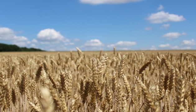 Агрохолдинг KSG Agro завершує збирання зернових