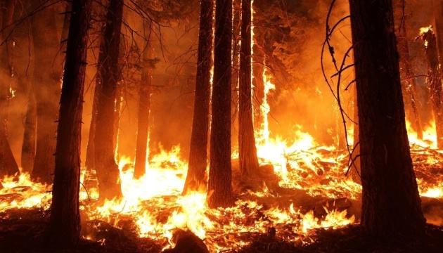 У Хорватії другу добу палають ліси – вигоріли вже 800 гектарів